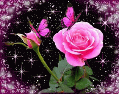 rosas rosa mariposas amor