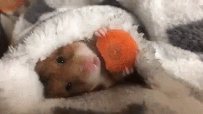 hamster comiendo zanahoria