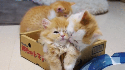 tres gatitos en caja amorosos