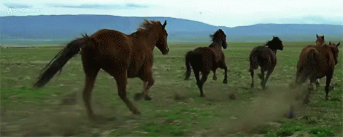 caballos corriendo por la estepa