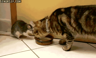 animado rata ninja roba comida gato