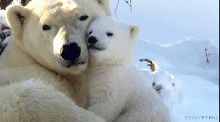 abrazo de osos polares
