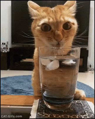 agua gatito bebiendo de vaso de agua