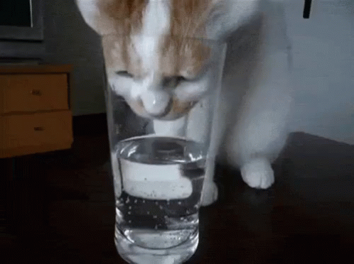 agua gatito bebiendo de vaso