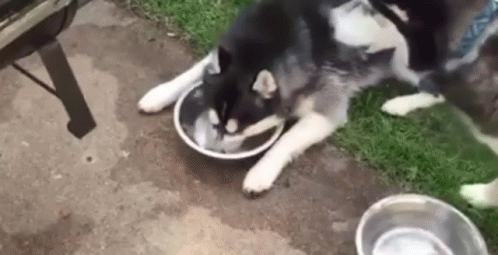 agua perro bebiendo