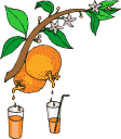 alimento zumo naranja