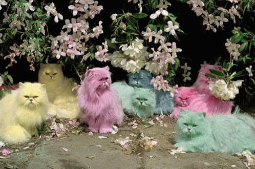 amor y gatitos de colores