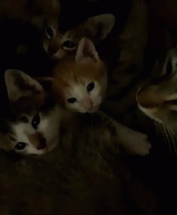 gatitos amorosos