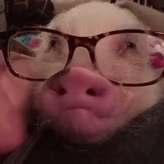 cerdo con gafas