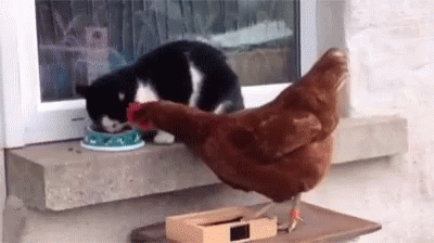 gatito arana a gallina
