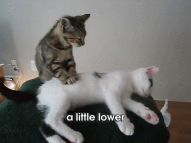 gatito masajea gatito