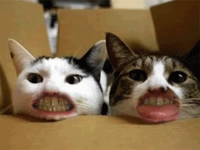 gatos bocas