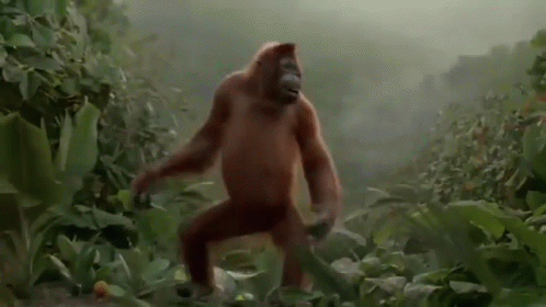 orangutan bailando