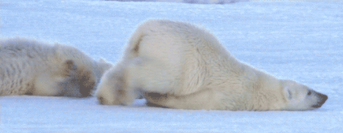 oso polar arrastrandose