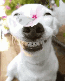 perro sonrisa mariposa
