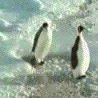 pinguino colleja