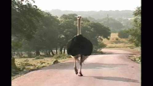avestruz bailando carretera