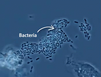 bacteria siendo devorada