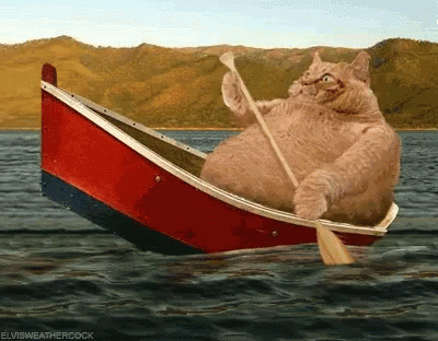 barca gato gordo