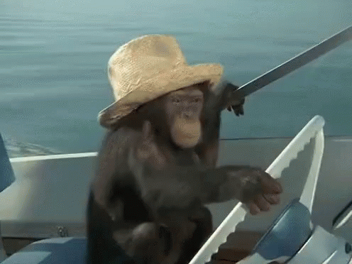 barco y chimpance
