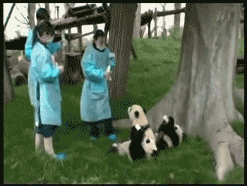 bebes panda animado