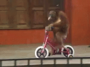 orangutan en bicicleta