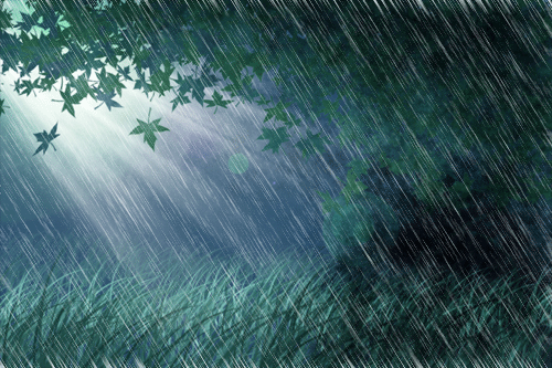 bosque lluvia