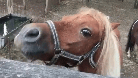 caballo abriendo la boca