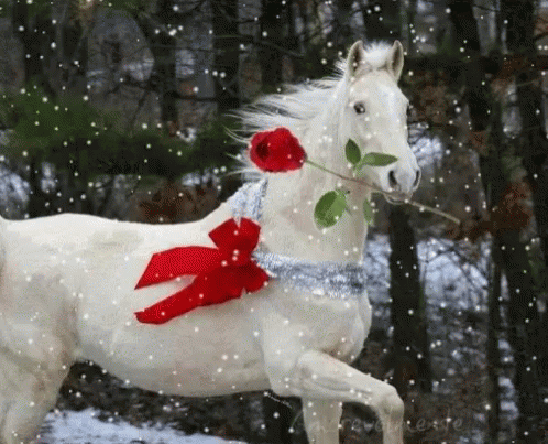 caballo con una rosa en la nieve