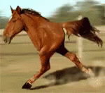caballo dos patas