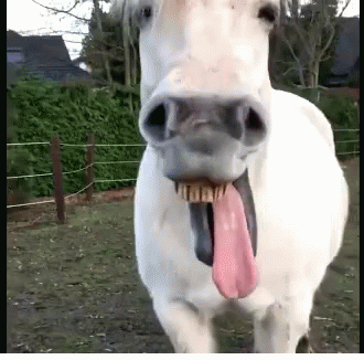 caballo echando la lengua