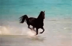 caballo galopando en el mar