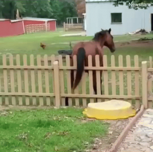 caballo rascandose el trasero