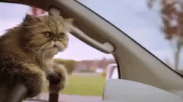 carro gato conduciendo