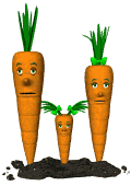 carrot family blinking md wht