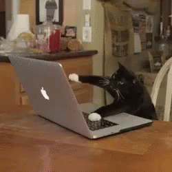 computadora gatito tecleando