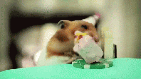 hamster comiendo tarta cumpleanos