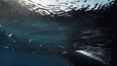 delfines bajo el mar