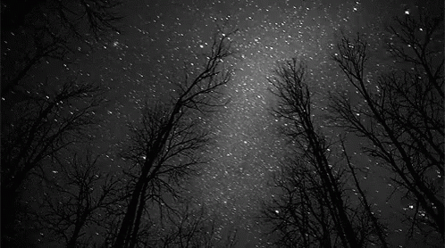 estrellas en el bosque