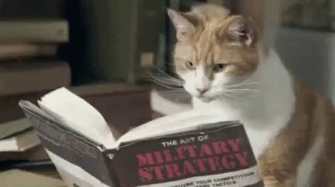 gatito estudiando