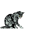 avatar gato