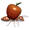 ant carry apple md wht
