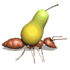 ant carry pear md wht