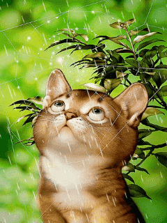 gatito bajo la lluvia