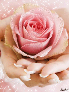 una rosa entre las manos