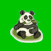 avatar oso panda