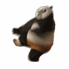 avatar oso panda