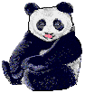 osos panda