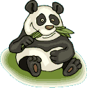 osos panda
