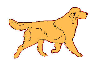 perros labrador